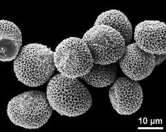 hydrated pollen grains