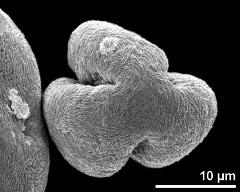 polar view (dry pollen grain)