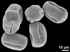 dry pollen grains