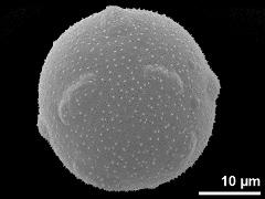hydrated pollen