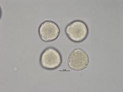 hydrated pollen