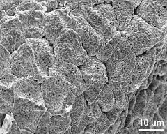 dry tetrads (in massula)