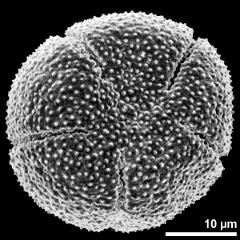 polar view of dry pollen grain