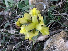 flowers of Iris attica