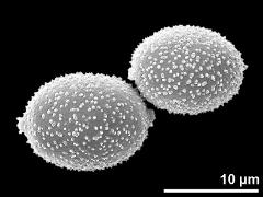 hydrated pollen grains