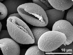 dry pollen grains