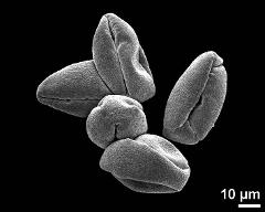 dry pollen grains