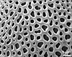 exine surface