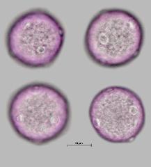 hydrated pollen