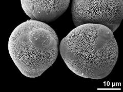 hydrated pollen grains