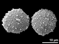 hydrated pollen grains