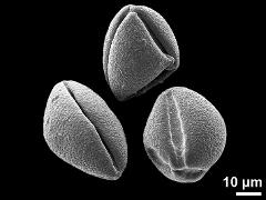 dry pollen grains