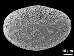 polar distal view