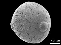 hydrated pollen grain