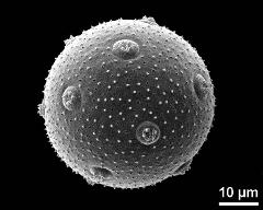 hydrated pollen grains