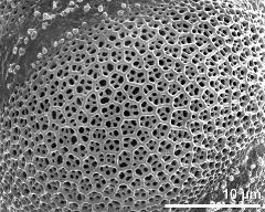 exine surface