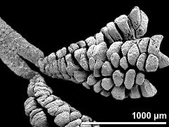 pollinium