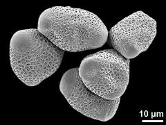 dry pollen grains