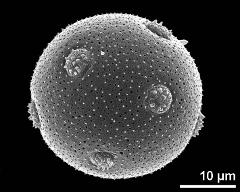 hydrated pollen grain