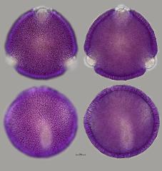 hydrated pollen