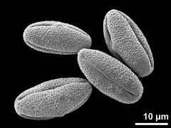 dry pollen grains