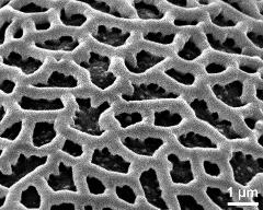 exine surface