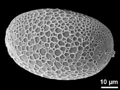 oblique distal polar view