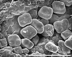 dry pollen grains