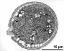 pollen grain in cross section