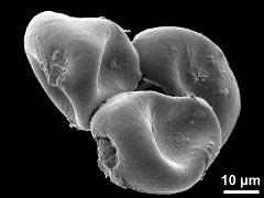 dry pollen