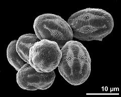 dry pollen grains