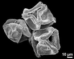 dry tetrads