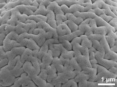 Sculpture in interapertural area,equatorial region