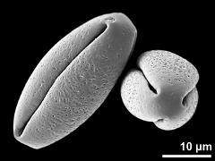 dry pollen