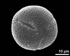 hydrated pollen grain