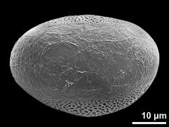 polar distal view