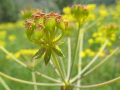 inflorescence(s)