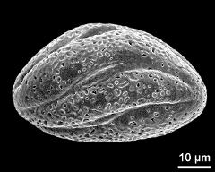 dry pollen grain