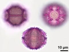 hydrated pollen,equatorial view