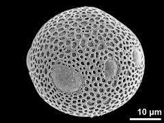 hydrated pollen grain