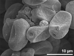 dry pollen