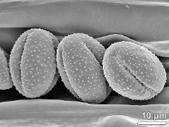 dry pollen grains