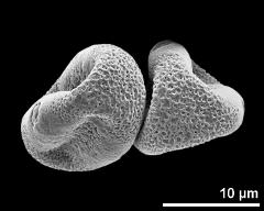 dry pollen grains