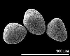 hydrated pollen grains