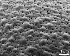exine surface