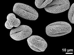 dry pollen grains