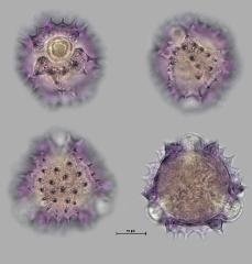 hydrated pollen