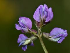 inflorescence(s)