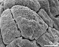 dry tetrads (in massula)