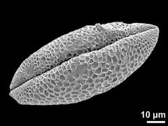 dry pollen grain